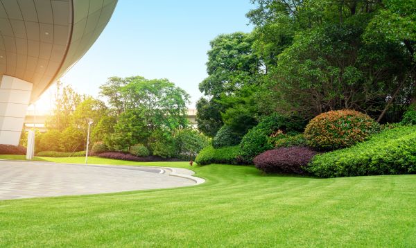 Commercial Shrub Trimming in Visalia