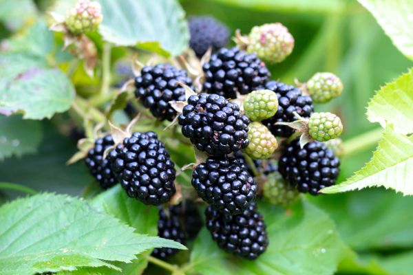 Blackberry Bush Removal in Visalia