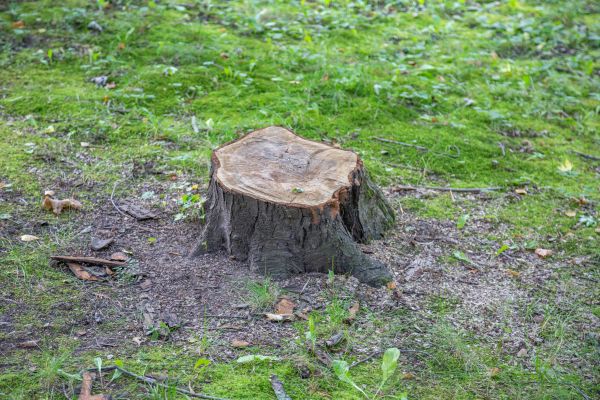 Bush Stump Removal in Visalia