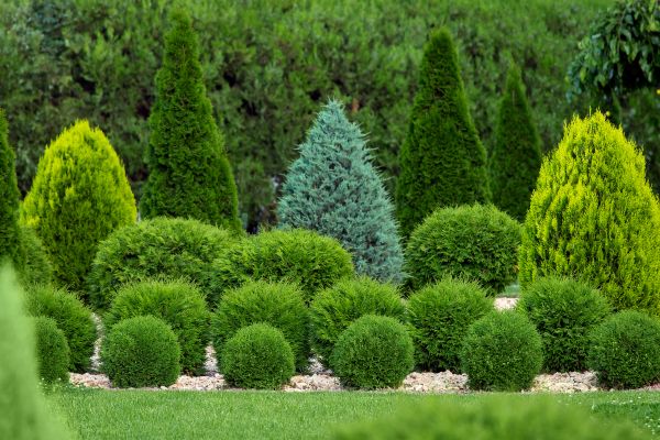 Cost of Bush Trimming Service in Visalia