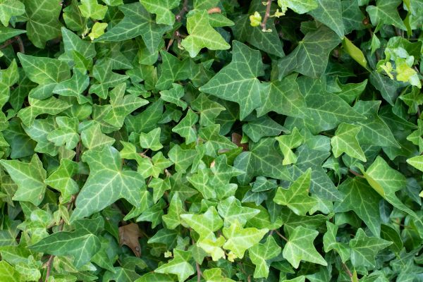 Cost of English Ivy Removal in Visalia
