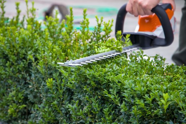 Hedge Pruning in Visalia