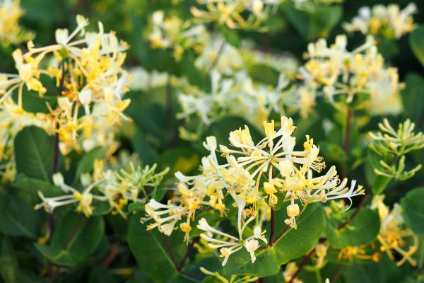 Cost of Honeysuckle Removal in Visalia