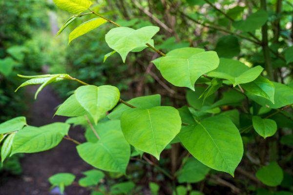 Cost of Invasive Plant Removal in Visalia