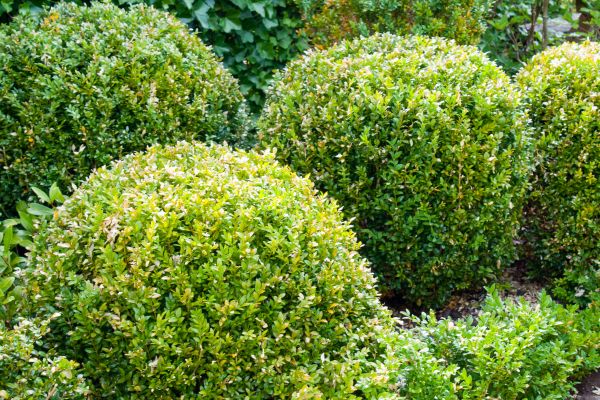 Cost of Landscape Trimming Service in Visalia