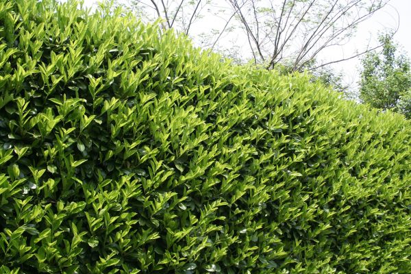 Cost of Laurel Removal in Visalia
