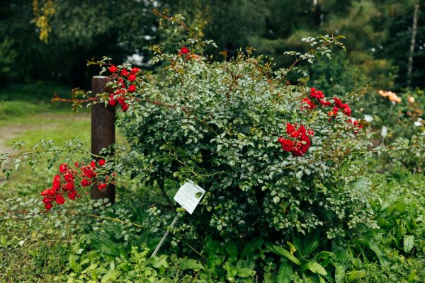 Cost of Rose Bush Removal in Visalia