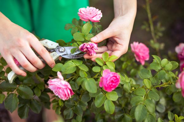 Cost of Rose Trimming in Visalia