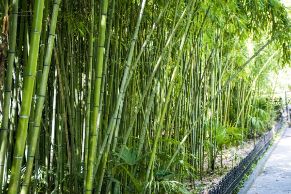 Cost of Bamboo Root Removal in Visalia