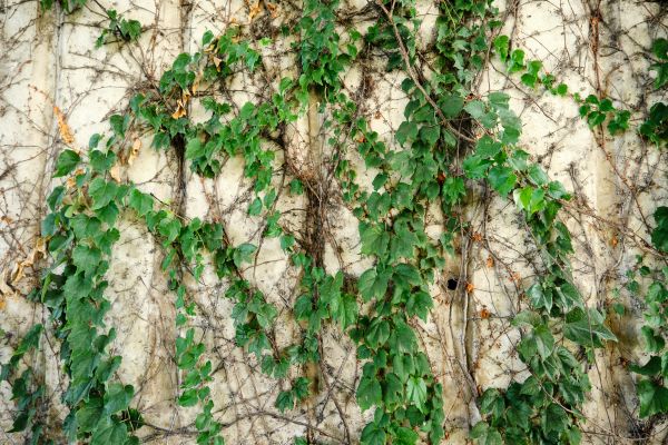 Cost of Vine Removal Service in Visalia