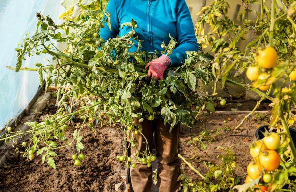 Cost of Garden Plant Removal in Visalia