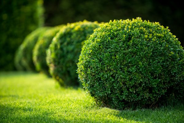 Cost of Bush Pruning in Visalia