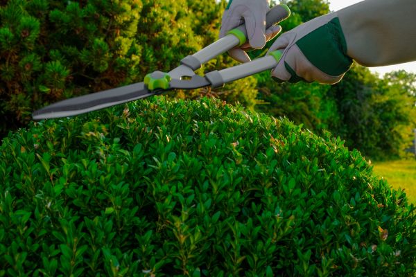 Cost of Topiary Shearing in Visalia