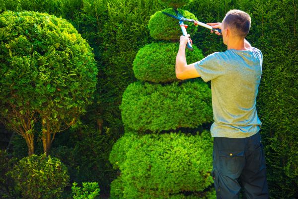 Cost of Topiary Shaping in Visalia