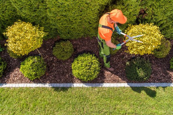 Cost of Topiary Trimming in Visalia