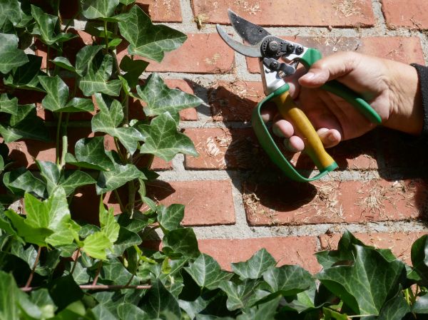 Cost of Ivy Removal Service in Visalia