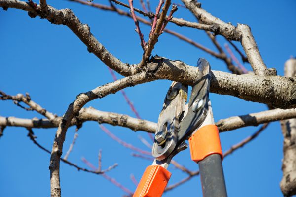 Cost of Selective Pruning in Visalia