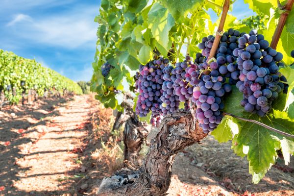 Cost of Grapevine Pruning in Visalia
