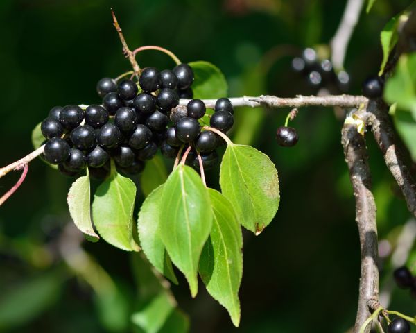 Cost of Buckthorn Removal in Visalia