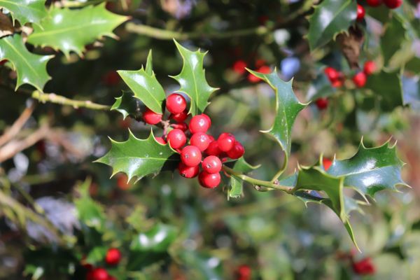 Cost of Holly Tree Trimming in Visalia