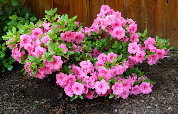 Cost of Azaleas Removal in Visalia
