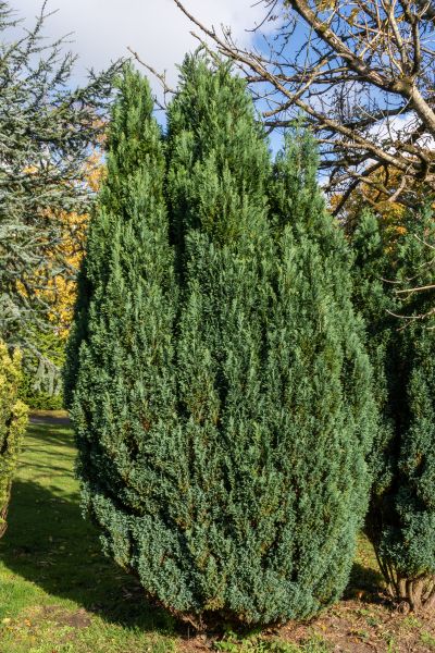 Cost of Juniper Trimming in Visalia