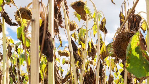 Cost of Dead Plant Removal in Visalia