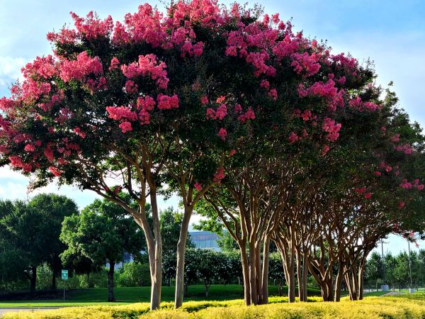 Cost of Crepe Myrtle Pruning in Visalia