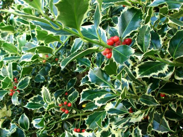Cost of Holly Bushes Trimming in Visalia