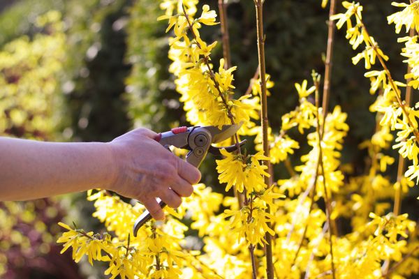 Forsythia Pruning in Visalia