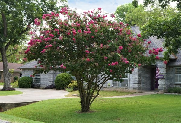 Crepe Myrtle Trimming in Visalia