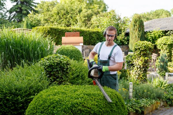Shrubs Trimming in Visalia