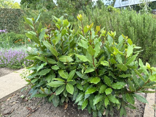 Cost of Laurel Hedge Removal in Visalia