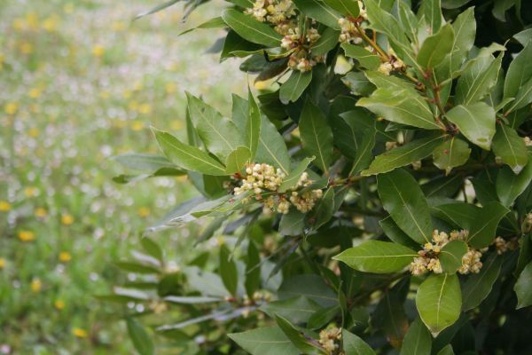 Cost of Laurel Trimming in Visalia