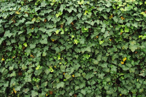 Cost of Ivy Pruning service in Visalia
