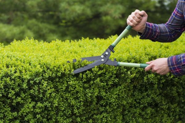 Cost of Evergreen Shrub Pruning in Visalia
