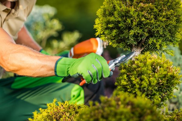 Cost of Landscape Pruning Service in Visalia