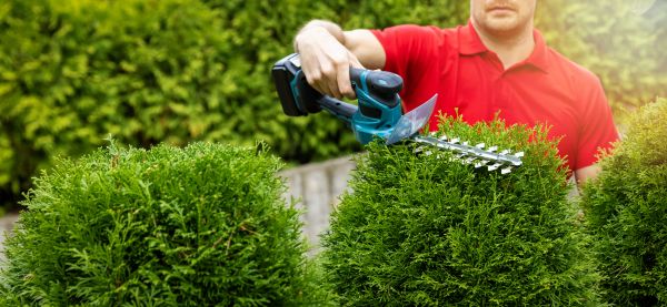 Cost of Hedge Shaping Service in Visalia