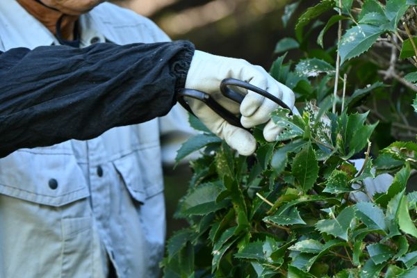 Holly Pruning in Visalia