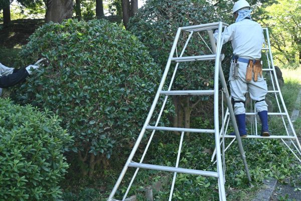 Cost of Holly Shaping in Visalia