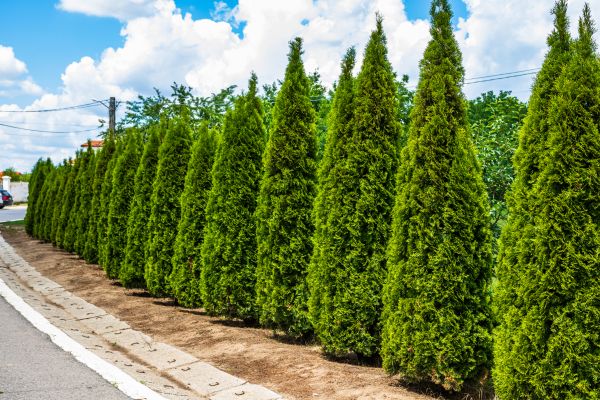 Cost of Arborvitae Shearing in Visalia