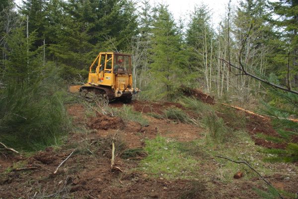 Cost of Shrubbery Clearing in Visalia