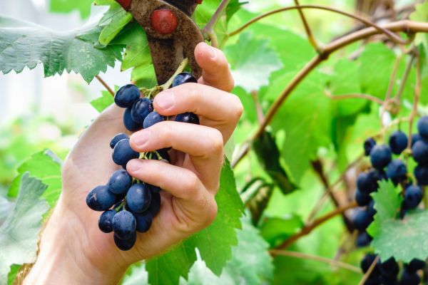 Cost of Vineyard Pruning in Visalia