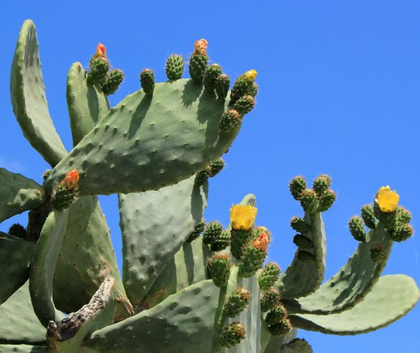 Cost of Cactus Removal in Visalia