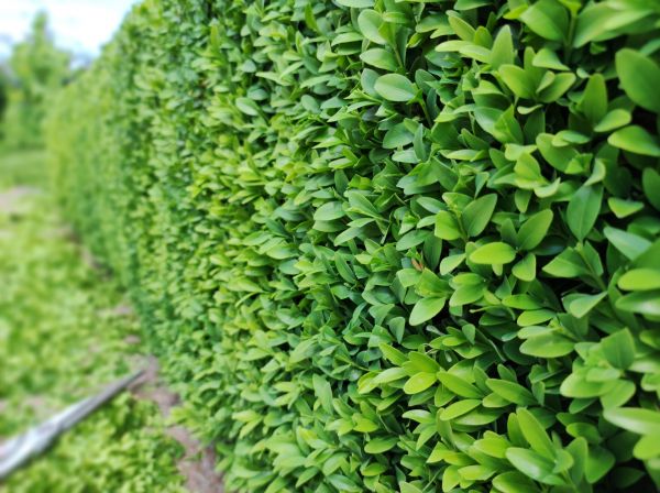 Cost of Boxwood Pruning in Visalia