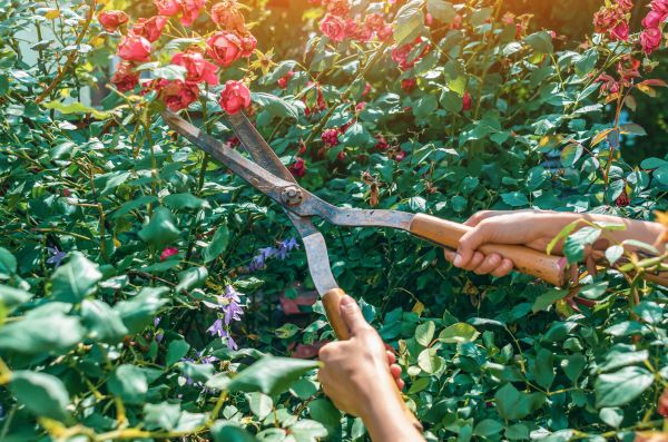 Knockout Roses Pruning in Visalia