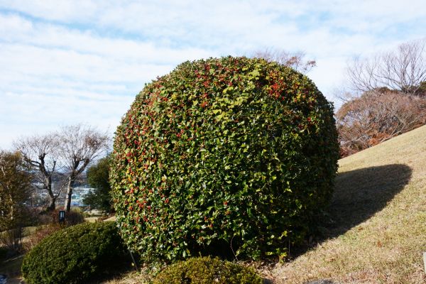Cost of Holly Shrub Pruning in Visalia
