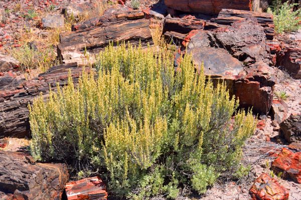 Cost of Sagebrush Removal in Visalia
