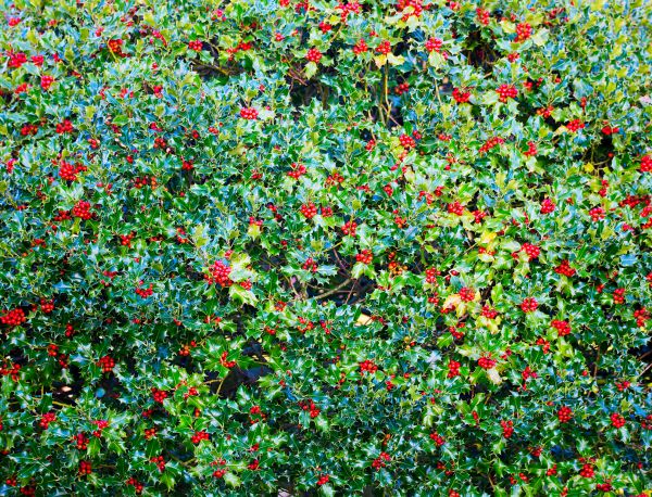 Cost of Holly Bush Removal in Visalia