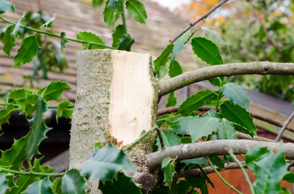 Cost of Holly Tree Removal in Visalia